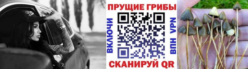 мориарти формула  Аркадак  Галлюциногенные грибы GOLDEN TEACHER  где купить наркоту 
